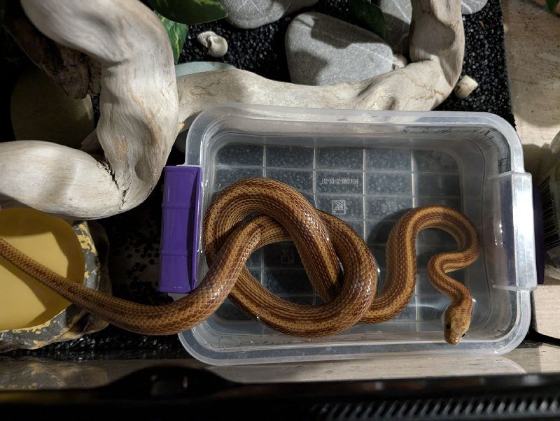 Маисовый полоз с террариумом и аксессуарами 6