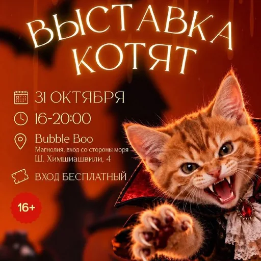 Выставка спасённых котят