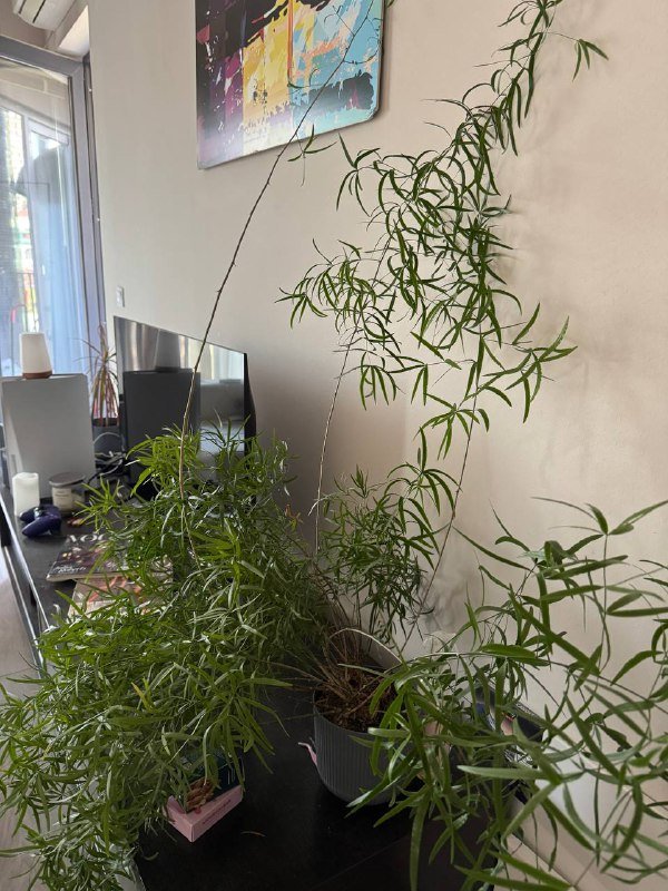 Аспарагус перистый большое комнатное растение 2