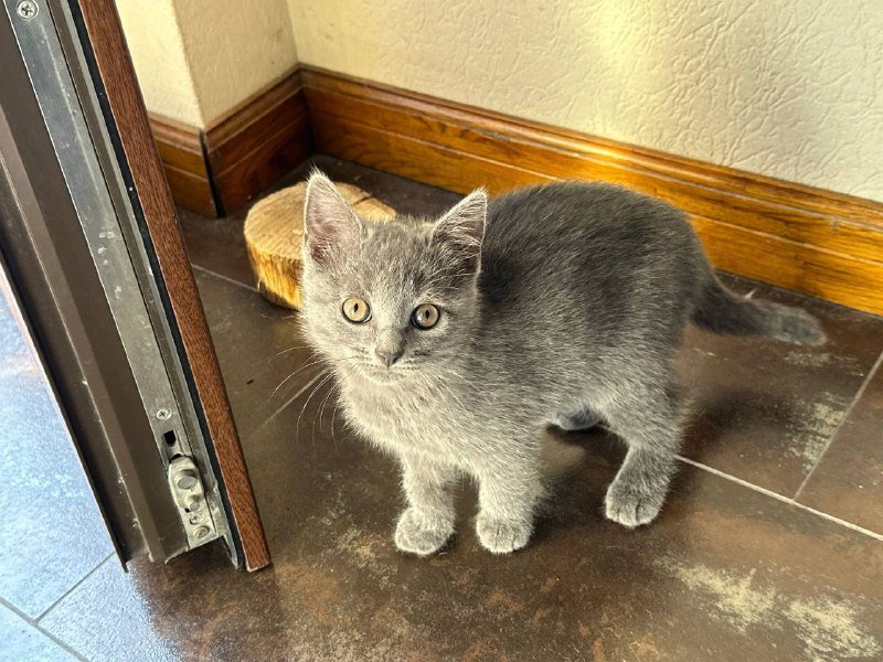 Котенок девочка британка 2