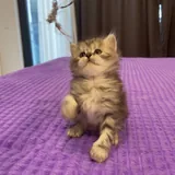 Шотландские котята 7
