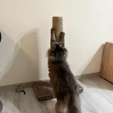Когтеточка для кошки 3