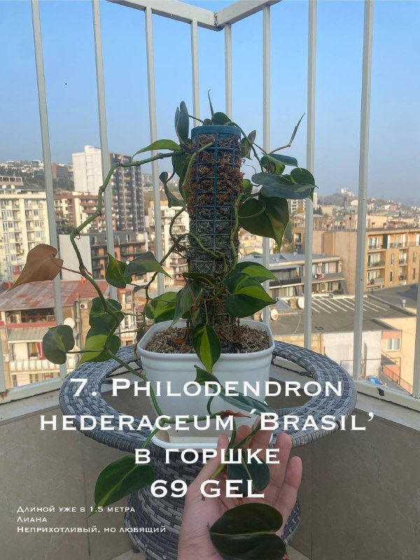 Цветы в горшках 5