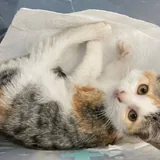 Котенок Наташка 3