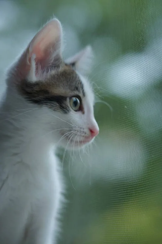 Котенок Моджо 1