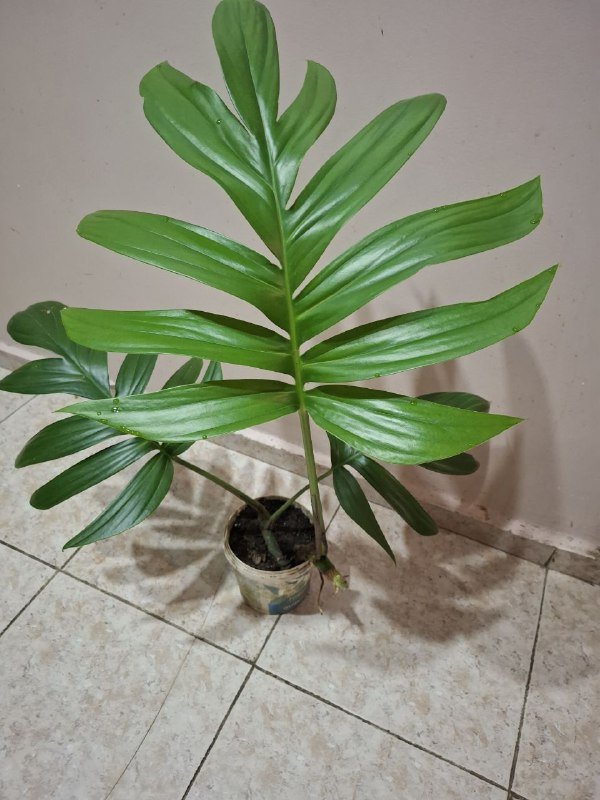 Монстера, рафидофора, хлорофитум, аспарагус, каланхоэ, суккулент, фикус, диффенбахия 2