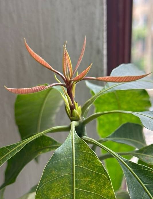 Дерево манго 80см в высоту 3