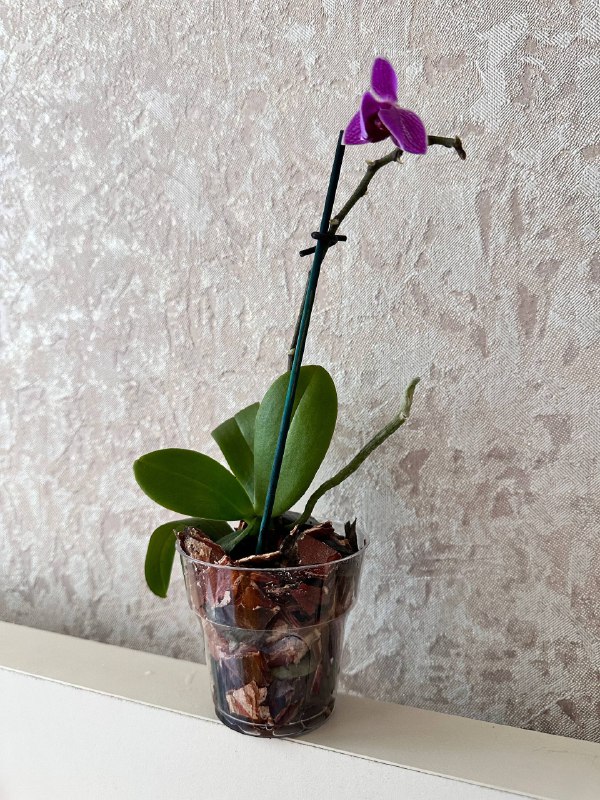 Комнатные растения: традесканция, мини-хризантемы, авокадо, Phalaenopsis mini 10