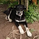 Пес Гриша ищет дом 5