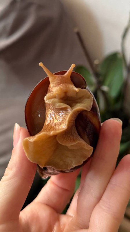 Ахатина улитка 3