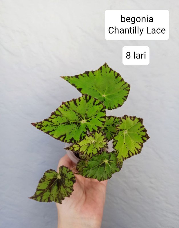 Комнатные растения 3