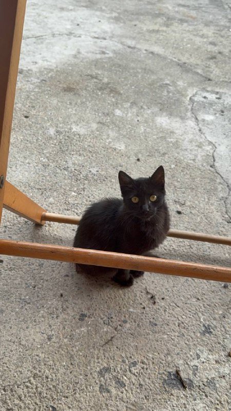 Котята брат и сестра в добрые руки