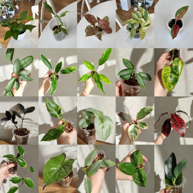 Комнатные растения