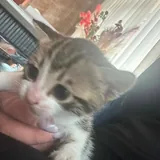 Котенок 2