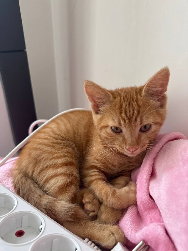 Котенок рыжий Лева ищет дом 3