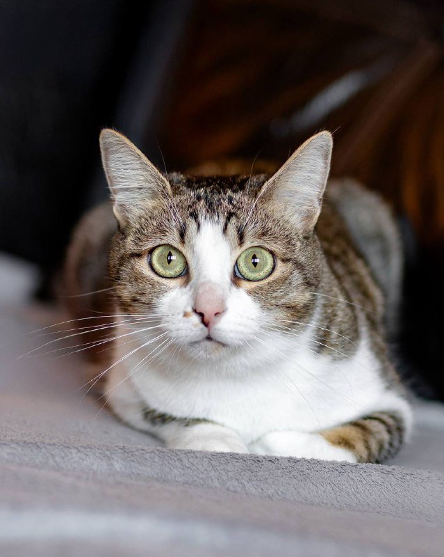 Кошка Сабрина, молодая, стерилизованная, вакцинация