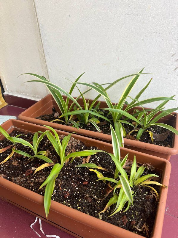 Растения и гипсовый декор 1