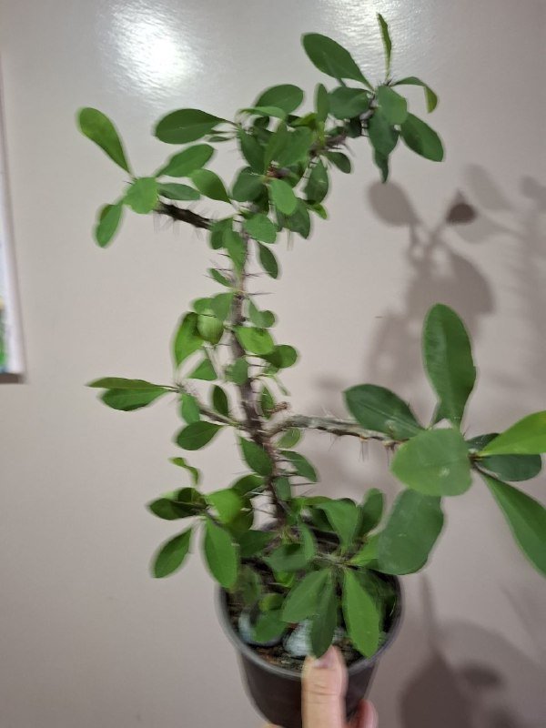 Монстера, Эуфорбия, Сингониум, Аспарагус, Композиция, Фикус 7