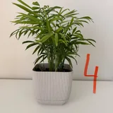Комнатные растения, полка 4