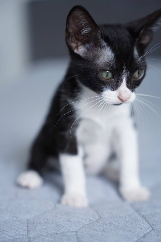Котята 3 месяца ищут дом 2