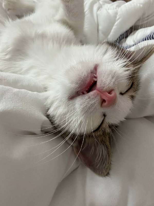 Котёнок в добрые руки 6