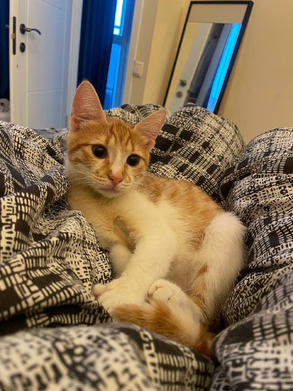 Рыженький котёнок девочка Пенни 5