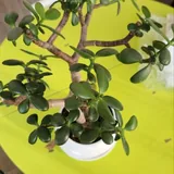 Комнатные растения 3