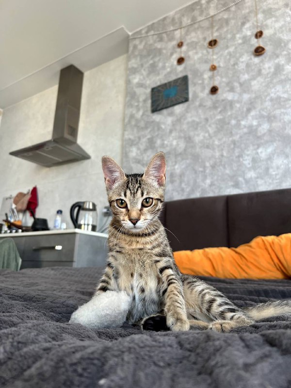Котёнок Пикси микросервал для дома 2