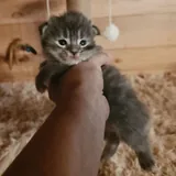 Котята мейн-кун, щенки мареммы 4