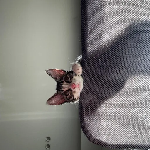 Котенок