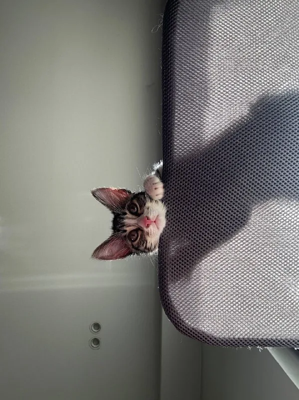 Котенок 1