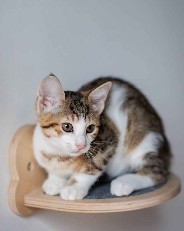 Котенок Варя ищет дом и семью 4