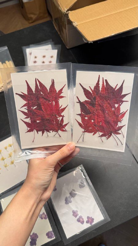 Сухоцветы в вакуумных упаковках, Вереск, Одуванчики, Лепестки василька 4