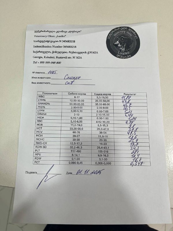 Кошка Слинки ищет дом 5