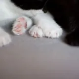 Котята 6