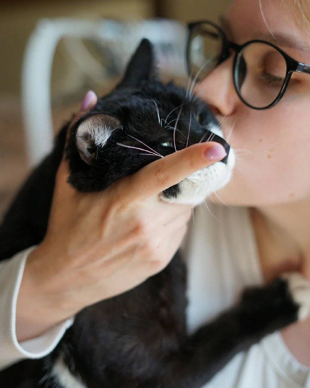 Молодой кот Дэни с вайбом «деда» для души и компании 3