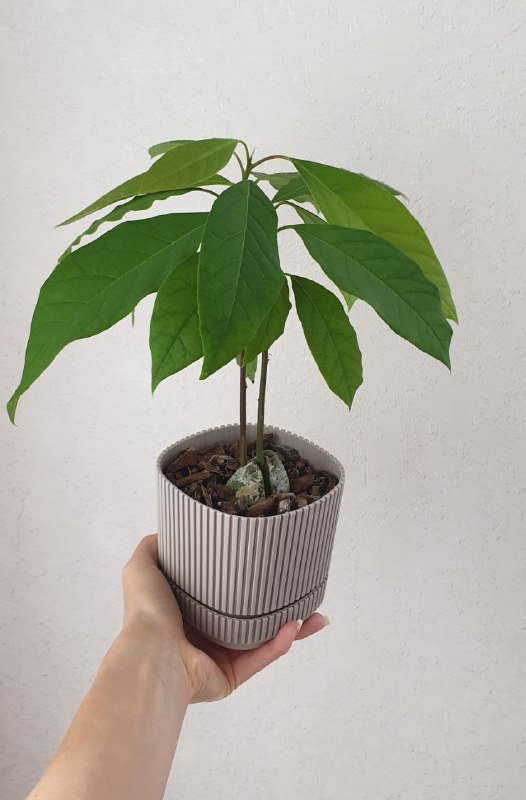 Молодое растение авокадо в горшке