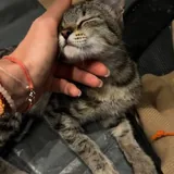 Котёнок ищет дом 3