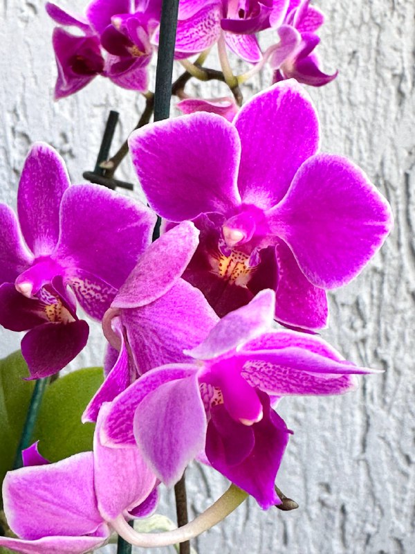 Орхидеи Phalaenopsis mini с горшком 8