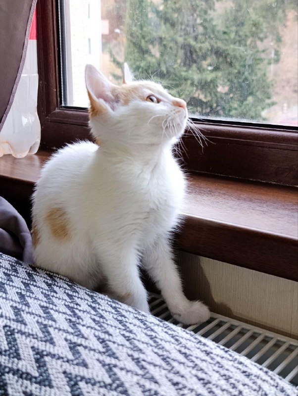 Котята белые с пятнышками в добрые руки 7