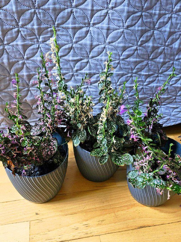 Цветы комнатные растения с горшками и кашпо 7