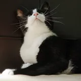 Кошка Фрау 3