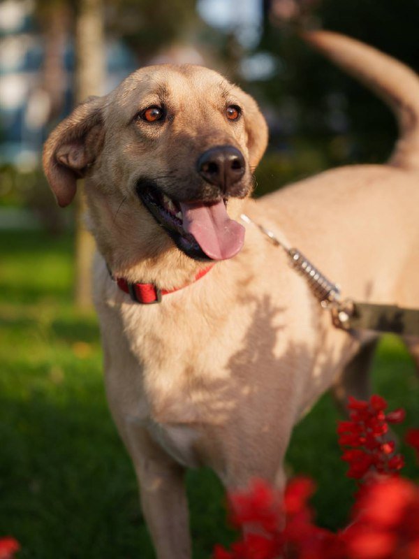 Собака Кали ищет дом 2