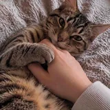 Котёнок Ричи ищет любящего хозяина 2