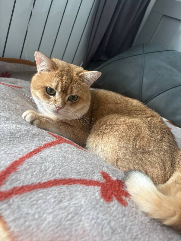 Породистый кот золотая шиншила