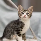 Котята 3