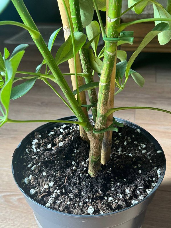 Шеффлера 130 см с пышной кроной 4