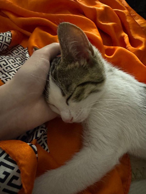 Котёнок в добрые руки 3