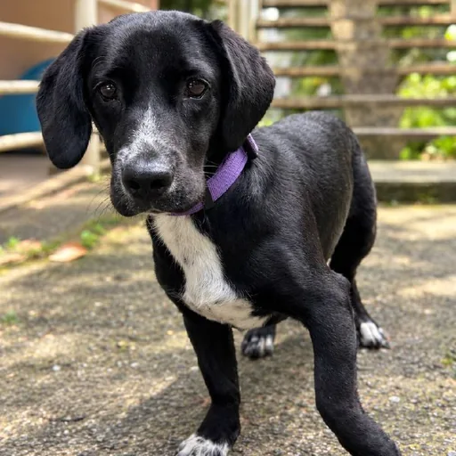 Dachshund-mix dog looking for a home