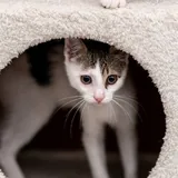 Кот-компаньон, котенок 5